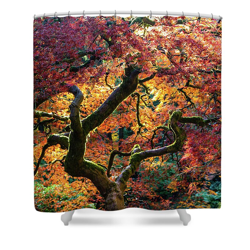 Autumn Shower Curtain featuring the photograph Maple Tree in Fall by Aashish Vaidya
