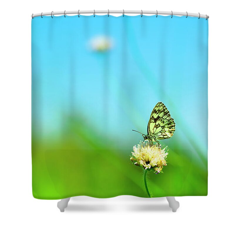 Insect Shower Curtain featuring the photograph Marbled White Butterfly Pollinating by Pawel.gaul