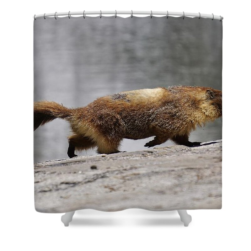 Marmot Shower Curtain featuring the photograph Mischievous Marmot by Brett Harvey