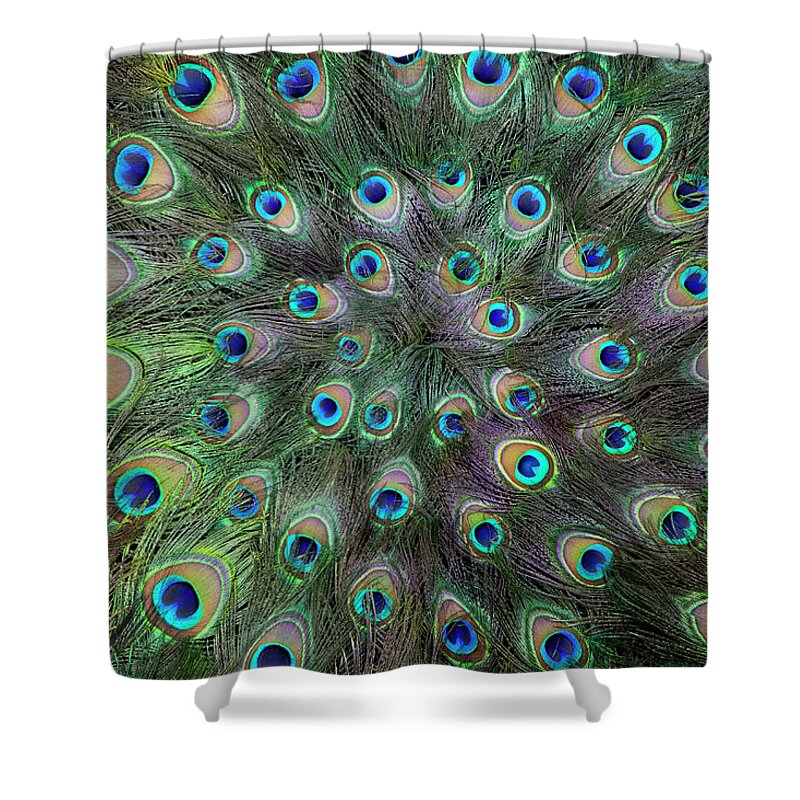 Full Frame Shower Curtain featuring the photograph Mass Circular Peacock Tail Feather by Darrell Gulin