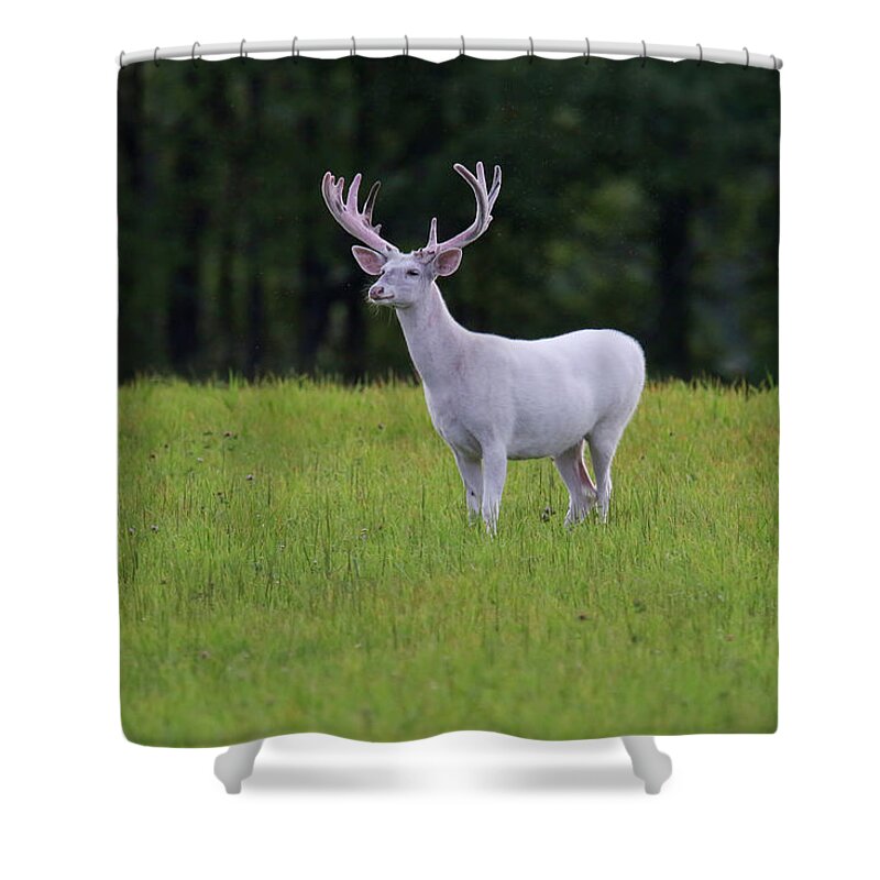 White Shower Curtain featuring the photograph Massive White Buck by Brook Burling