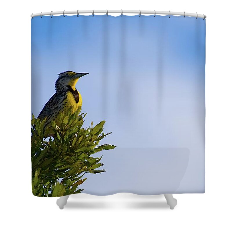 Meadowlark Shower Curtain featuring the photograph Meadowlark's Treetop Perch by T Lynn Dodsworth