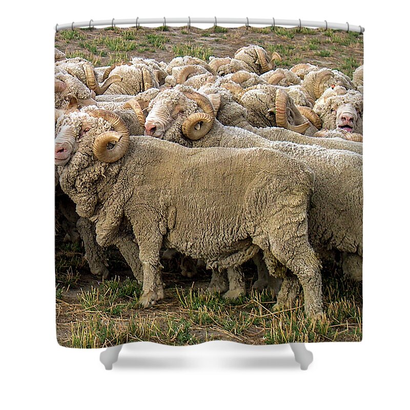 Merino Shower Curtain featuring the photograph Many Merino Sheep by Leslie Struxness