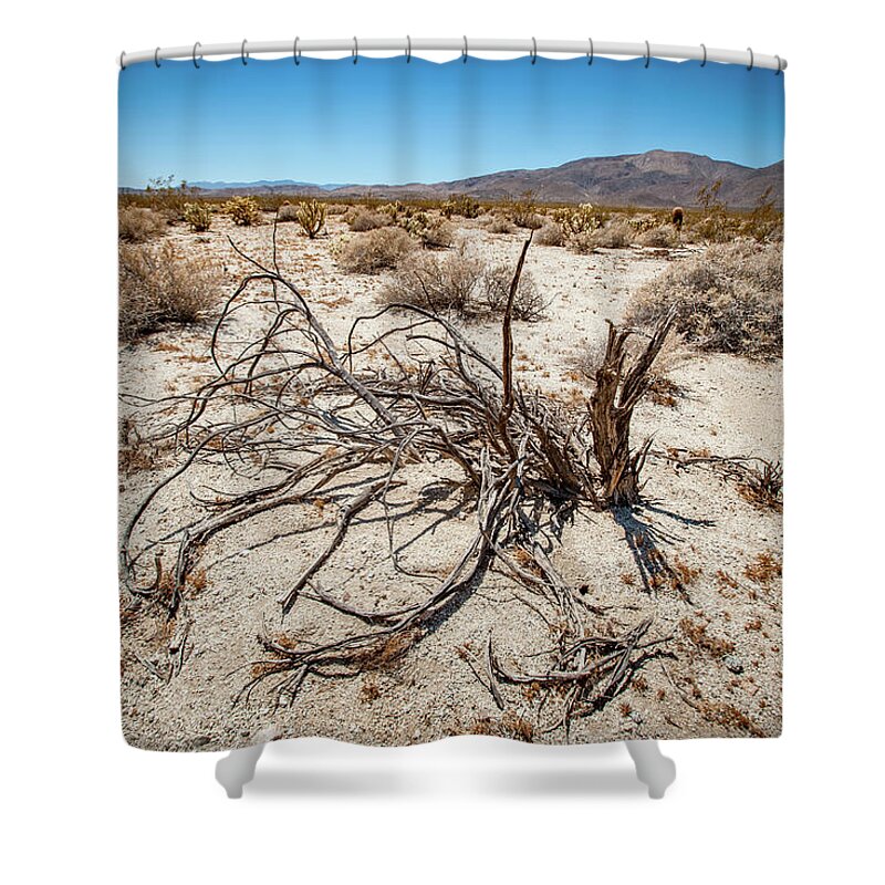 Anza-borrego Desert State Park Shower Curtain featuring the photograph Mesquite in the Desert Sun by Mark Duehmig