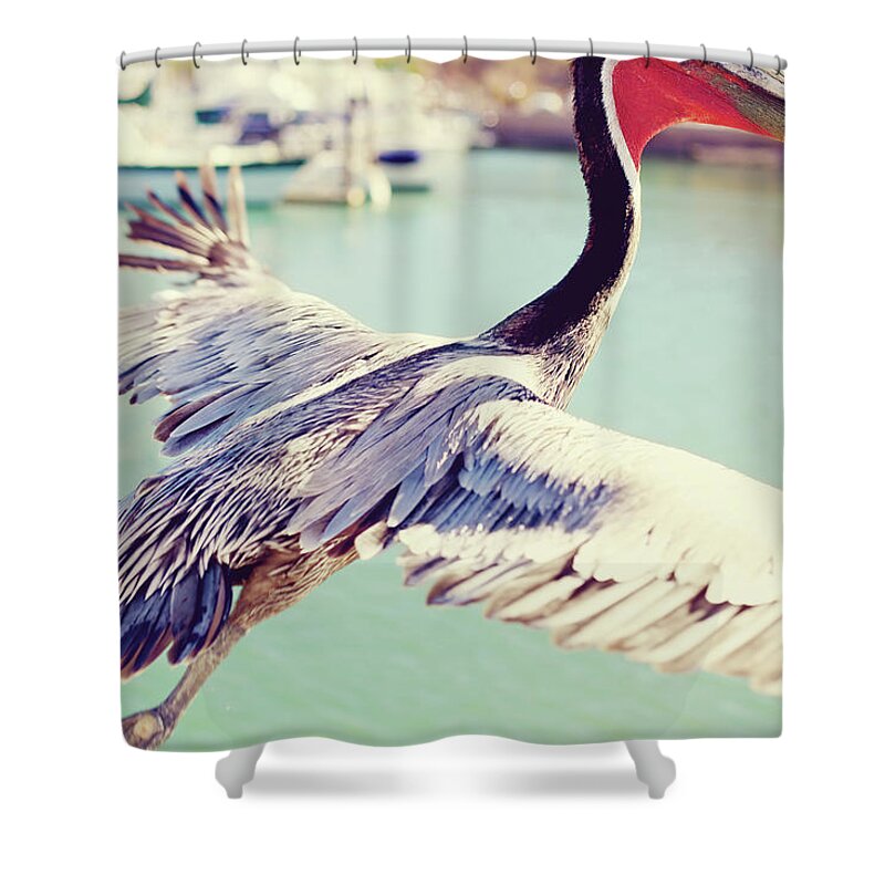 Prehistoric Era Shower Curtain featuring the photograph Mexico Brown Pelican Marina Flight by Eyecrave