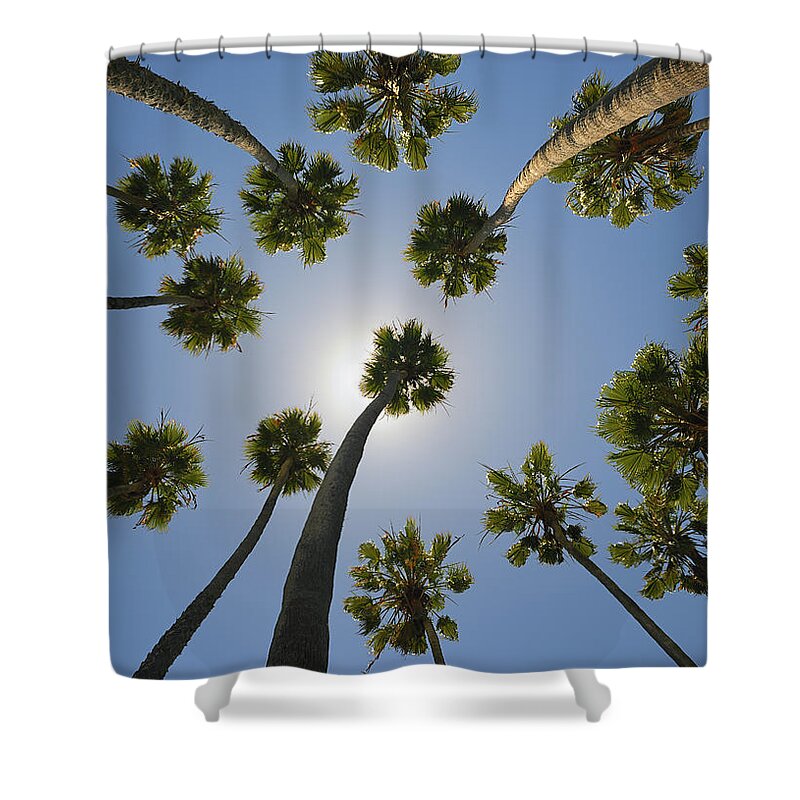 Curve Shower Curtain featuring the photograph Miami, Palm Tree Xxxl by 4fr
