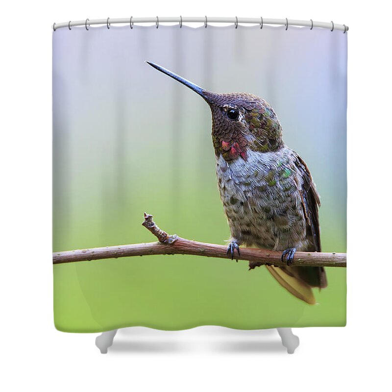 Animal Shower Curtain featuring the photograph Midsummer Night's Dream II - Male Anna's Hummingbird by Briand Sanderson