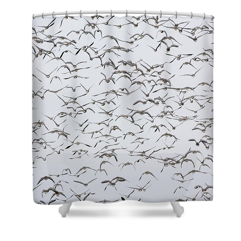 Environmental Conservation Shower Curtain featuring the photograph Migrating Pink-footed Geese, Norfolk, Uk by Tim Graham