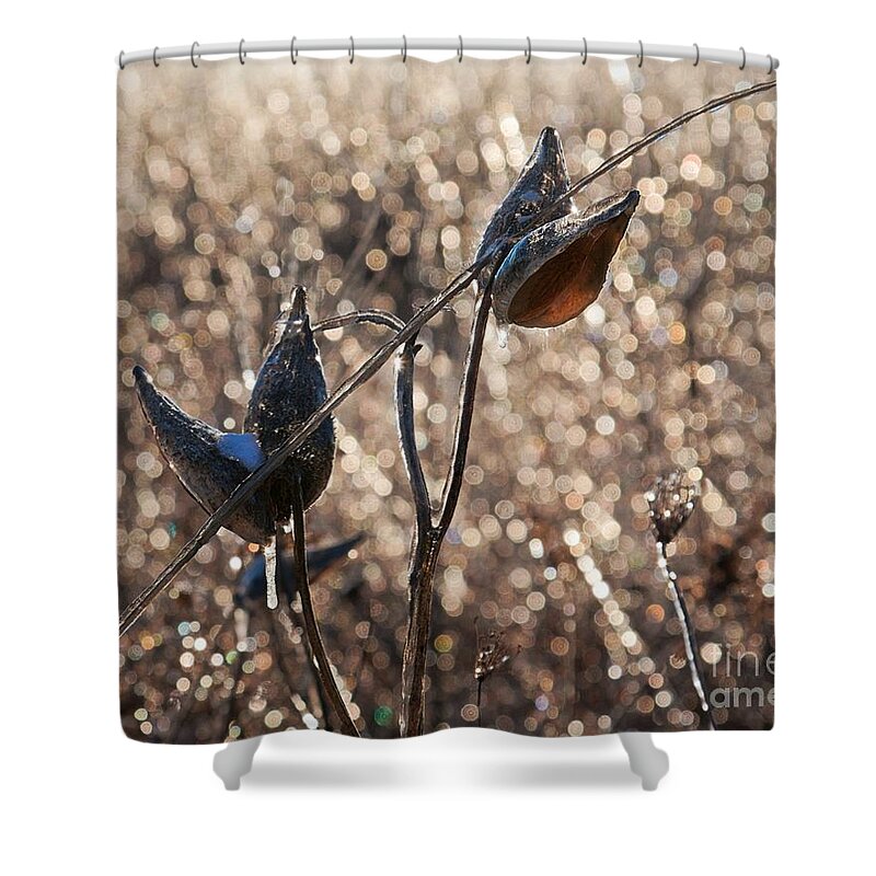 Milkweed Shower Curtain featuring the photograph Milk pods in a field of sparkling light by Tatiana Travelways