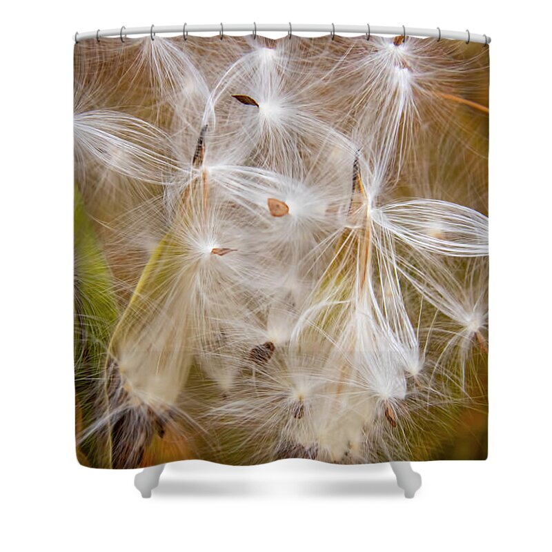 Mclanegoetzstudiollc.com Shower Curtain featuring the photograph Milkweed by LeeAnn McLaneGoetz McLaneGoetzStudioLLCcom