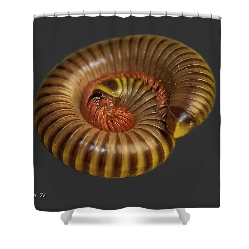 Millipede Shower Curtain featuring the photograph Millipede by Larry Linton