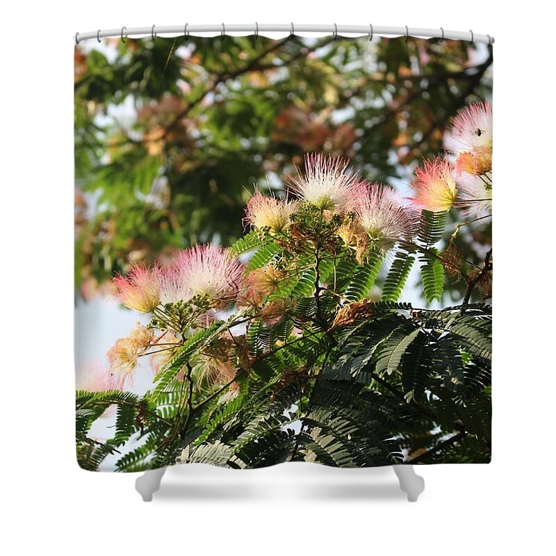 Mimosa Shower Curtain featuring the photograph Mimosa Tree Flowers by Christopher Lotito