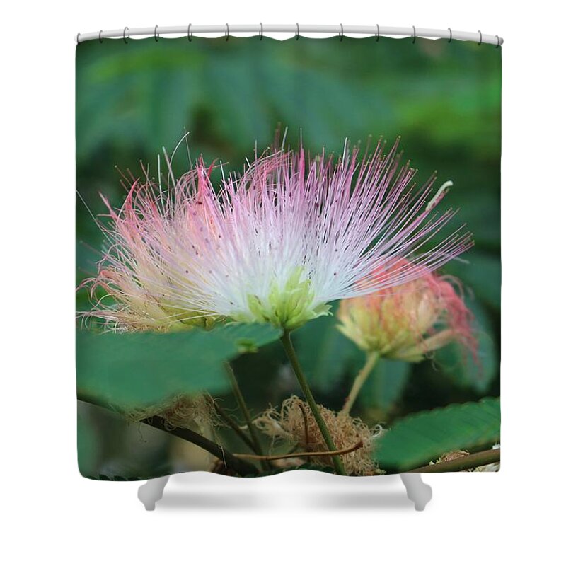 Macro Shower Curtain featuring the photograph Mimosa Tree in Bloom by Christopher Lotito