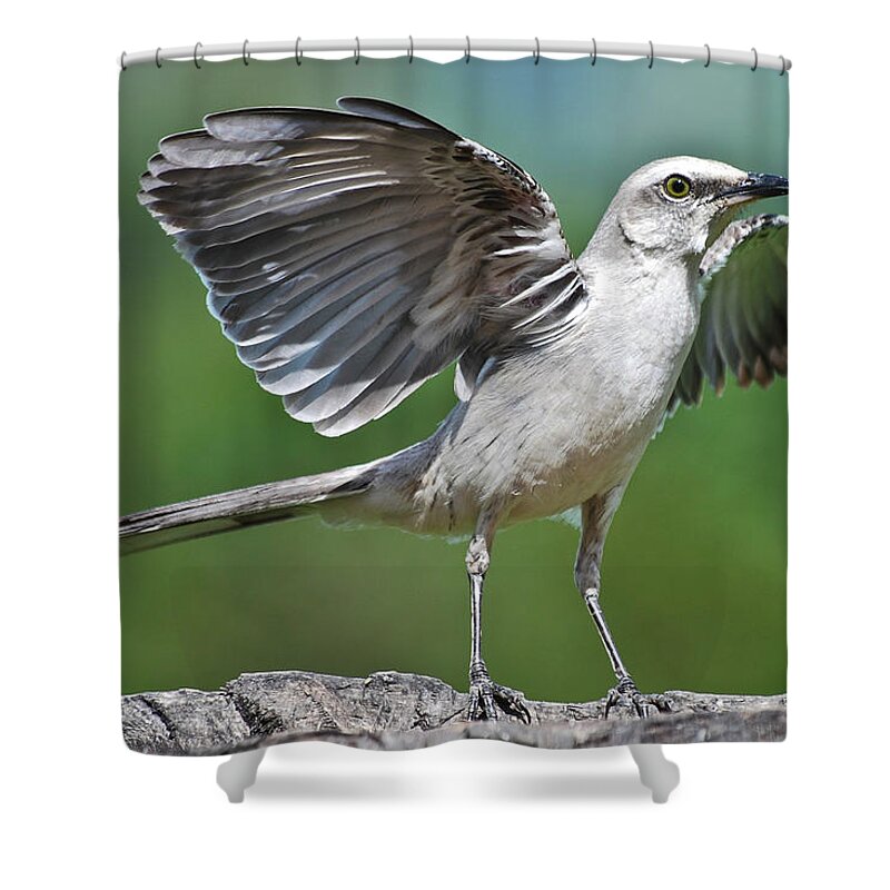 Animal Themes Shower Curtain featuring the photograph Mimus Gilvus by Photo By Priscilla Burcher