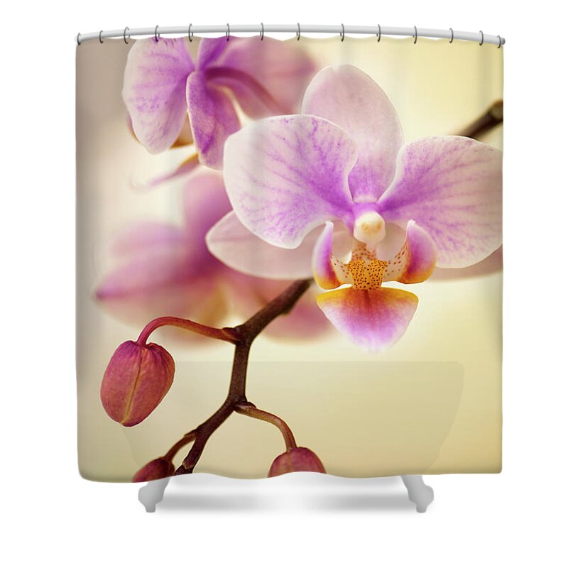 Rockville Shower Curtain featuring the photograph Mini Flowering Pink Phalaenopsis Orchid by Maria Mosolova