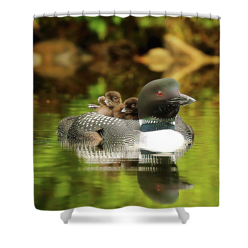 Loons Shower Curtain featuring the photograph Mom Plus Two by Duane Cross