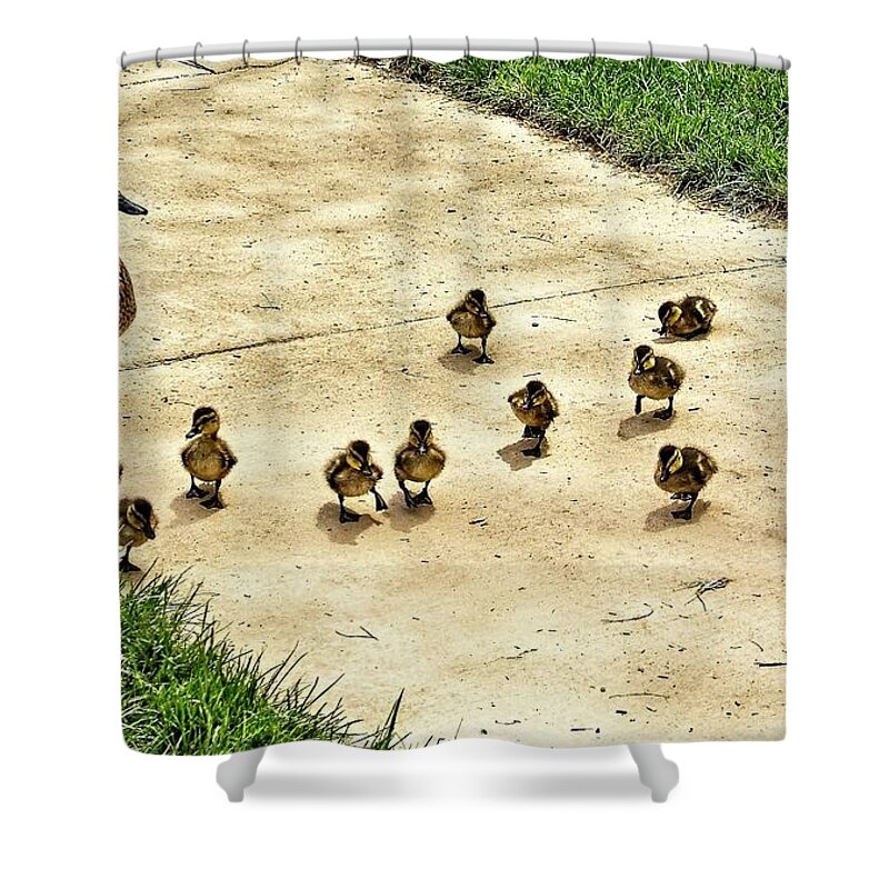 Ducks Shower Curtain featuring the photograph Momma and Ducklings by Allen Nice-Webb