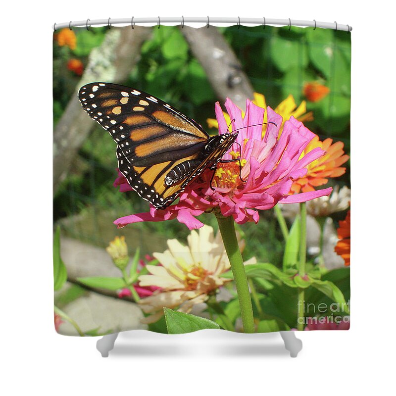 Monarch Shower Curtain featuring the photograph Monarch and Zinnia 1 by Amy E Fraser