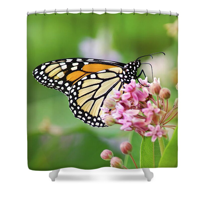 Monarch Butterfly Shower Curtain featuring the photograph Monarch Butterfly and Milkweed Flowers by Christina Rollo