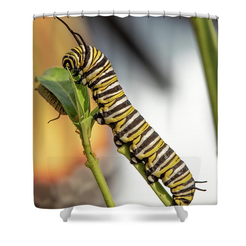 Monarch Shower Curtain featuring the photograph Monarch Butterfly Caterpillar by Minnie Gallman