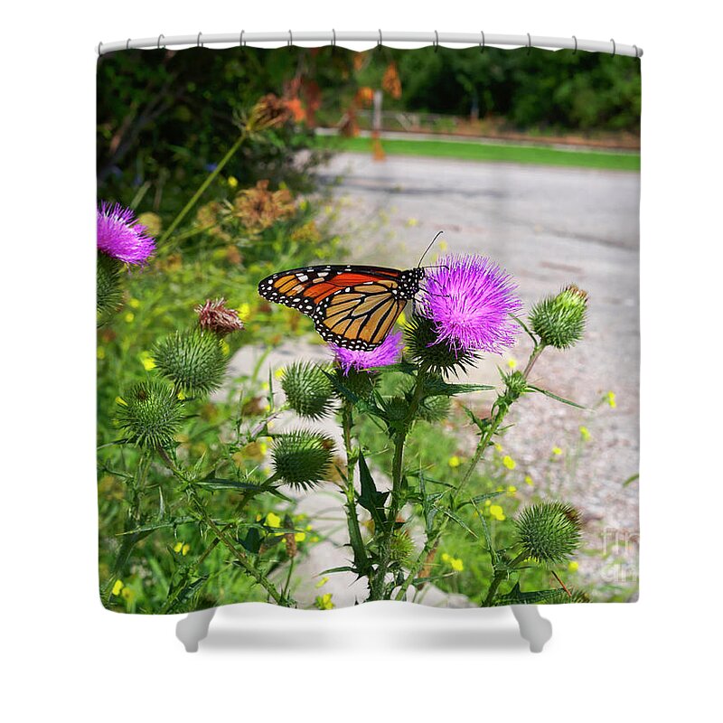 Monarch Butterfly Shower Curtain featuring the photograph Monarch butterfly Danaus plexippus on a thistle by Louise Heusinkveld