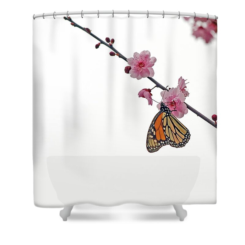 Animal Themes Shower Curtain featuring the photograph Monarch Butterfly On Cherry Blossom by @niladri Nath