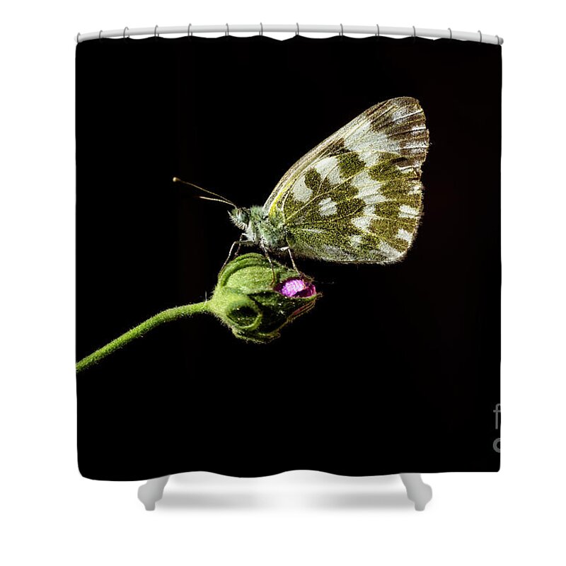 Animal Themes Shower Curtain featuring the photograph Monarch Butterfly Perching On Stem by H. Ogut / 500px