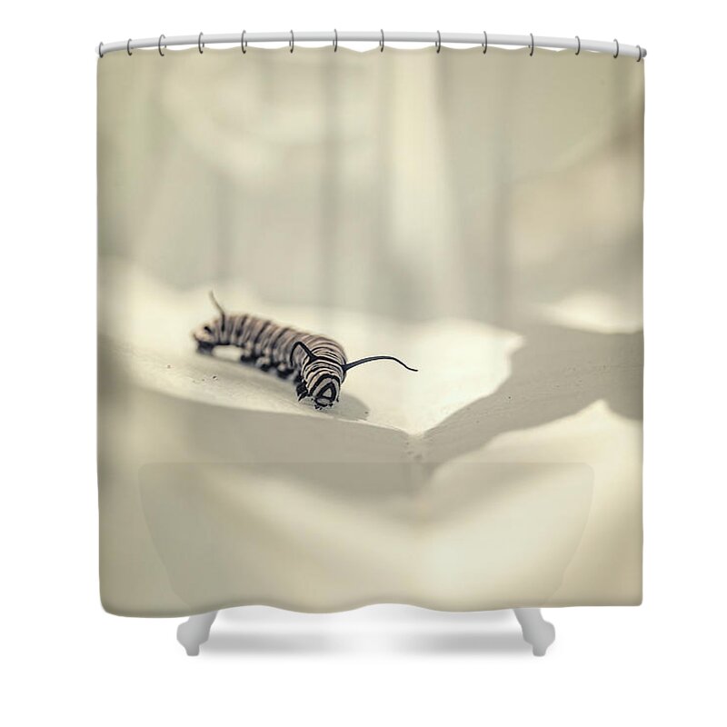 Monarch Caterpillar Insect Nature Closeup Close Up Close-up Ir Infrared 720nm Outside Outdoors Brian Hale Brianhalephoto Shower Curtain featuring the photograph Monarch Caterpillar 7 by Brian Hale