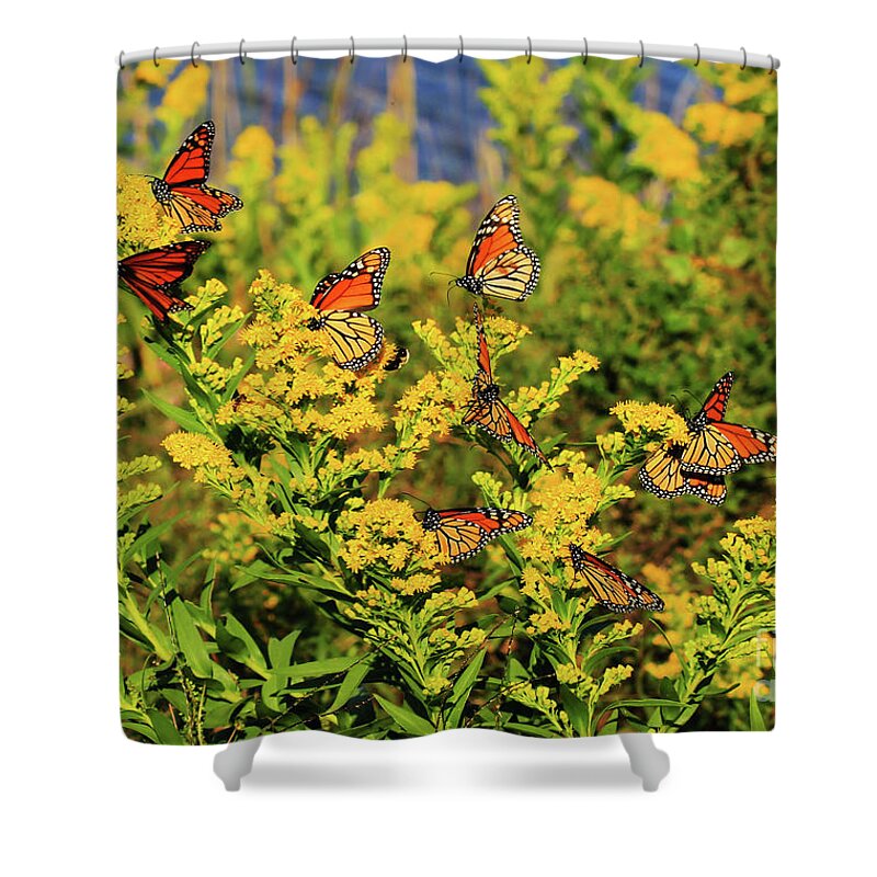 Butterfly Shower Curtain featuring the photograph Monarch Gathering 1 by Roger Becker