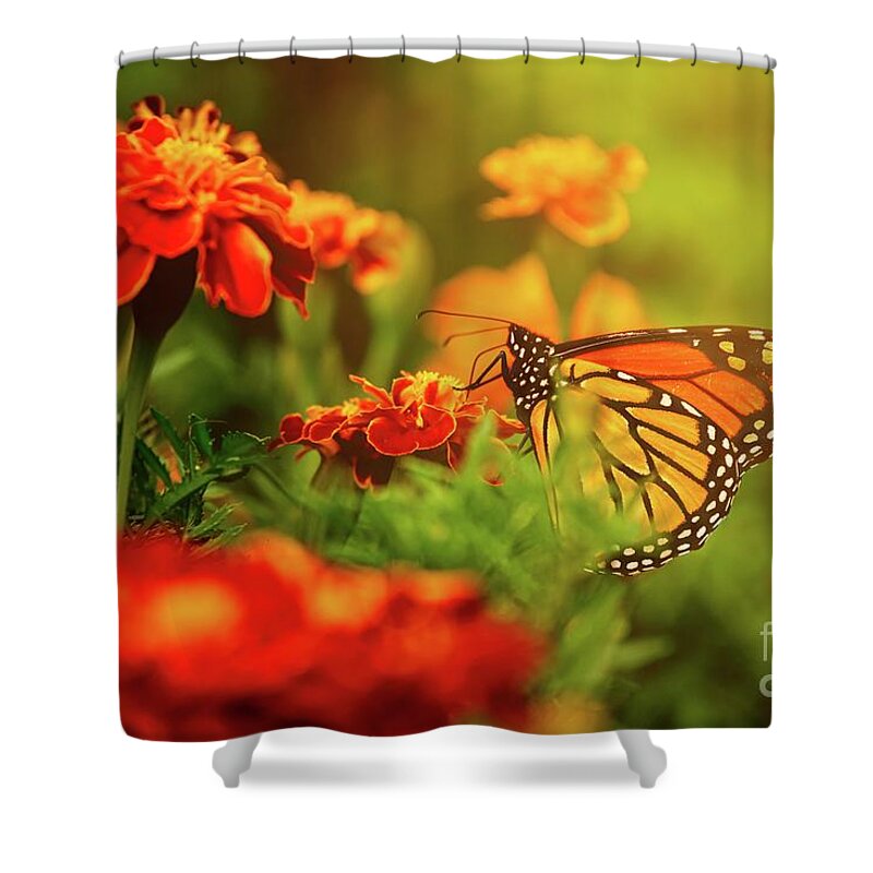 Insect Shower Curtain featuring the photograph Monarch in Morning by Heather Hubbard