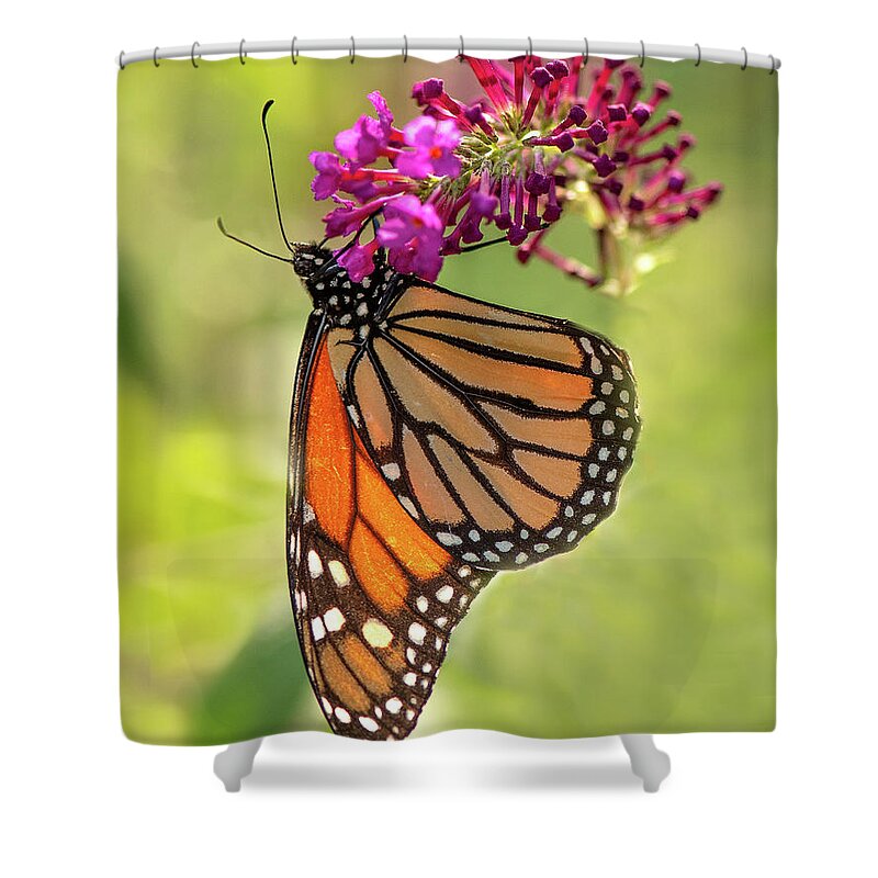 Monarch Shower Curtain featuring the photograph Monarch by Minnie Gallman