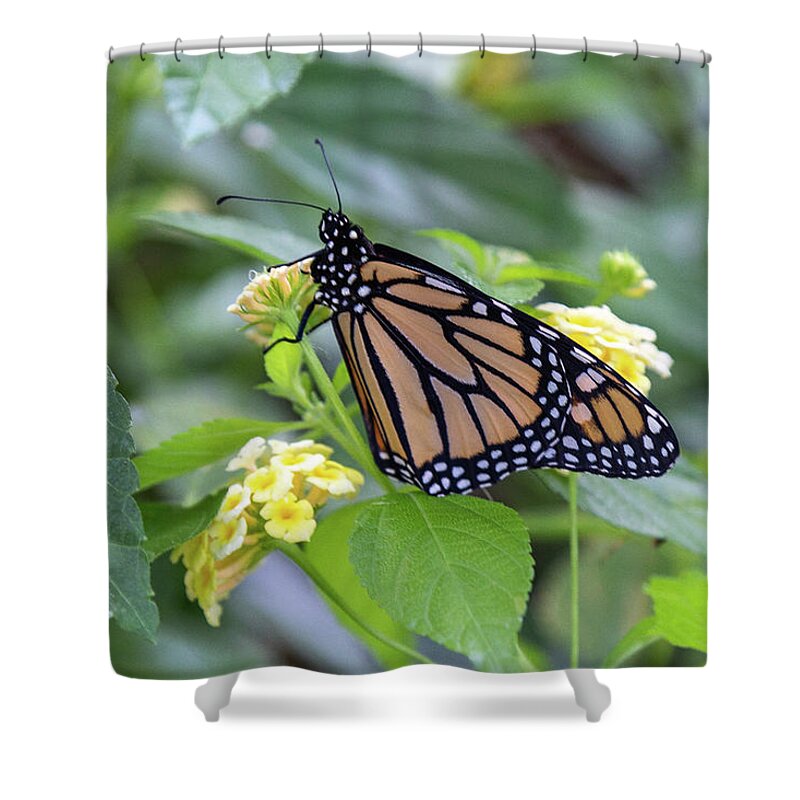 Monarch Shower Curtain featuring the photograph Monarch Moment by Patricia Schaefer