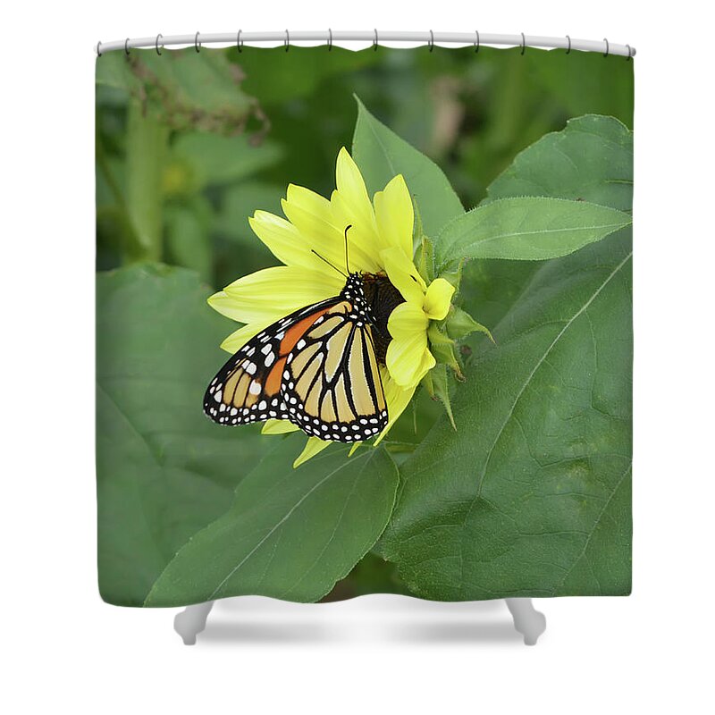 Sunflower Shower Curtain featuring the photograph Monarch on Sunflower by Aimee L Maher ALM GALLERY