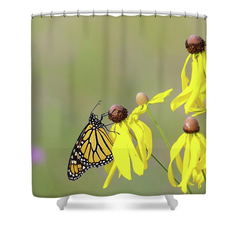Monarch Shower Curtain featuring the photograph Monarch on Yellow Coneflower by Brook Burling