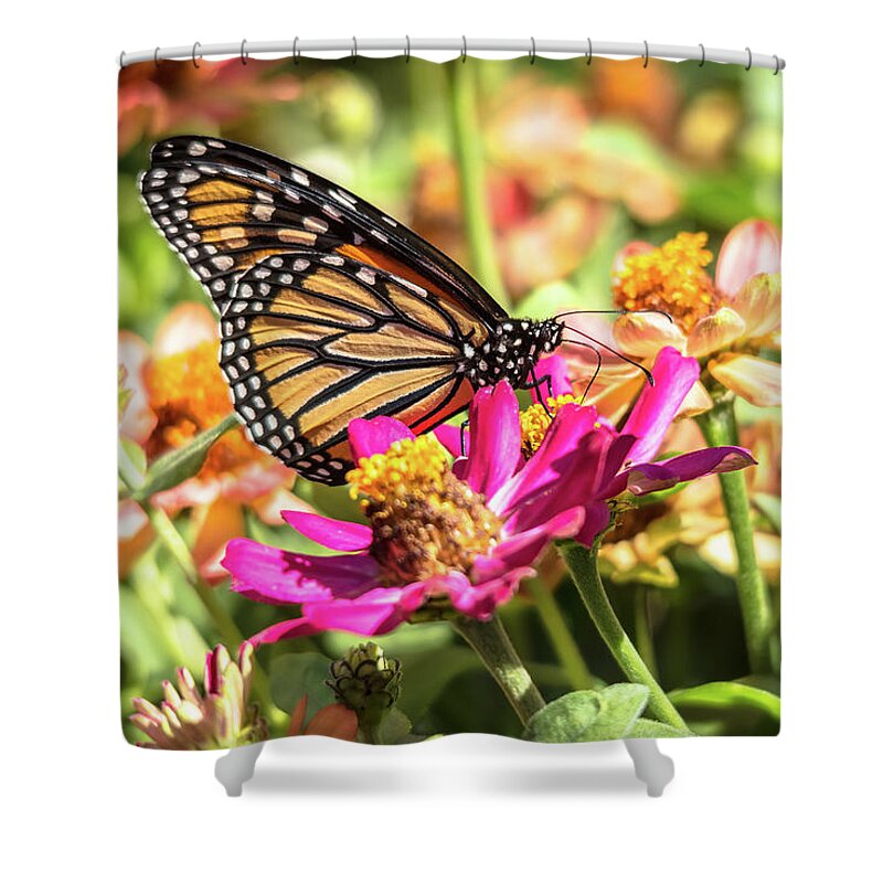 Cheryl Baxter Photography Shower Curtain featuring the photograph Monarch Perfection by Cheryl Baxter