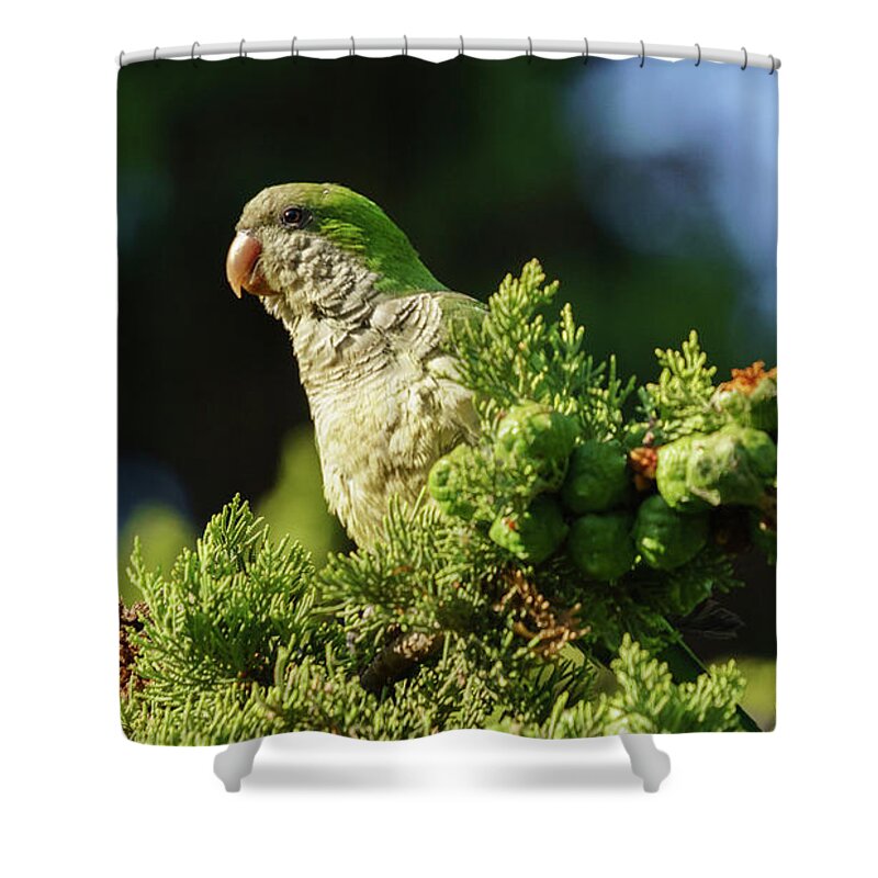 Ara Shower Curtain featuring the photograph Monk Parakeet Perched on a Tree by Pablo Avanzini