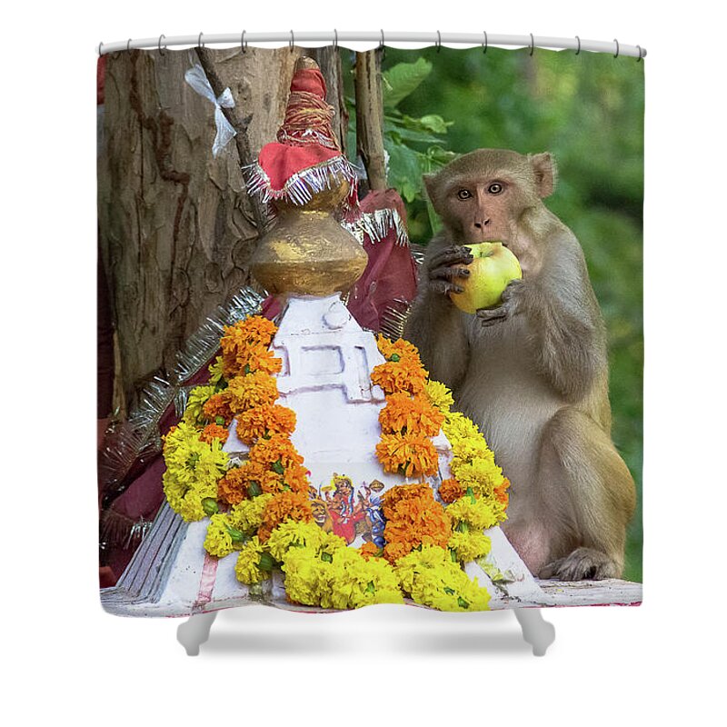 Monkey Shower Curtain featuring the photograph Monkey with Good Eats by Amy Sorvillo