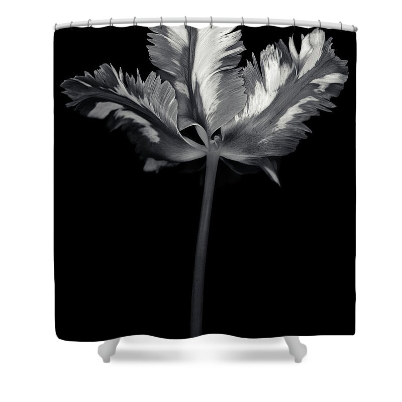 Black Color Shower Curtain featuring the photograph Monochrome Parrot Tulip With by Ogphoto
