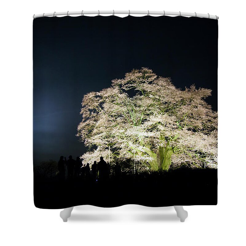 Tranquility Shower Curtain featuring the photograph Month Old And A Large Cherry Tree by Photoaraki.com