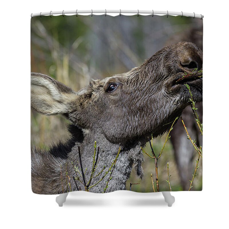 Moose Shower Curtain featuring the photograph Moose - 6237 by Jerry Owens