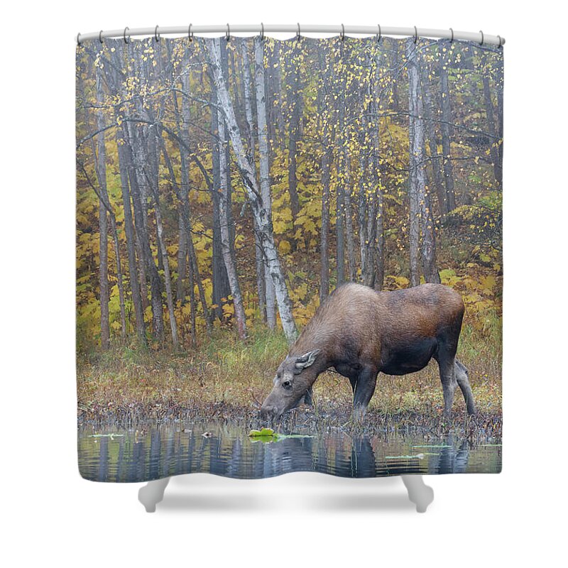 Alaska Shower Curtain featuring the photograph Moose Drinking at Lake by Scott Slone