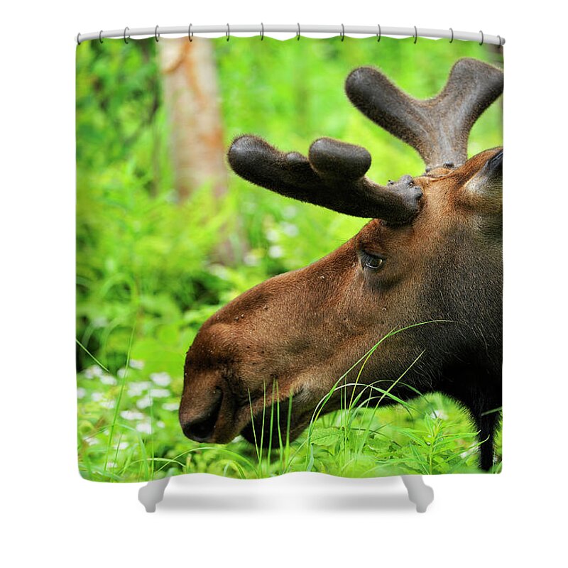 Male Animal Shower Curtain featuring the photograph Moose Head by Pchoui