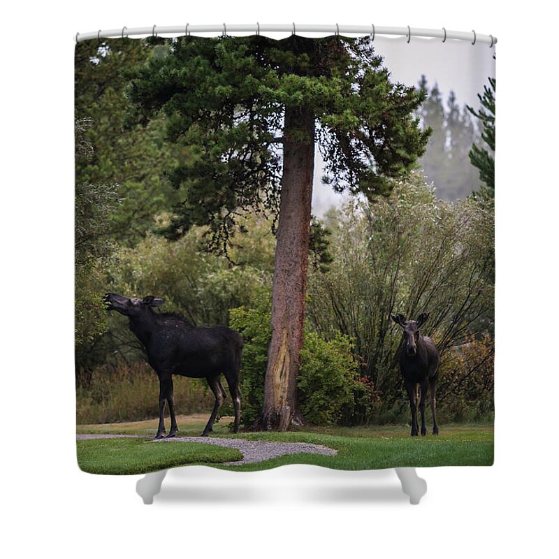 Moose Eating Shower Curtain featuring the photograph Moose in my back yard by Julieta Belmont