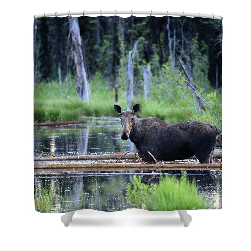 One Animal Shower Curtain featuring the photograph Moose by Philippe Colombi