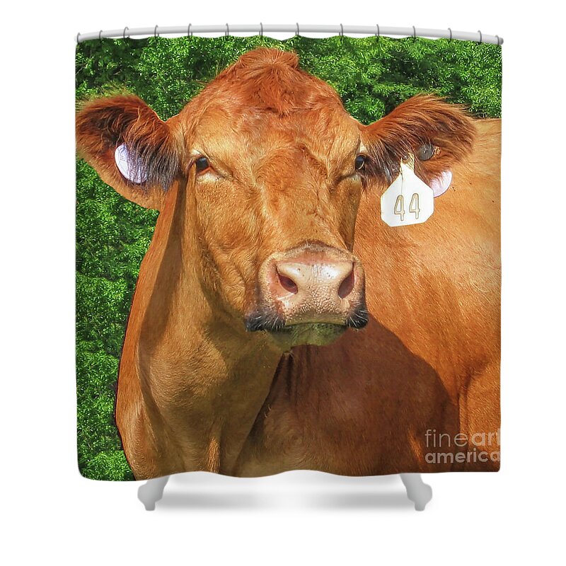 More Cows Shower Curtain featuring the photograph More Cows by Lynn Sprowl