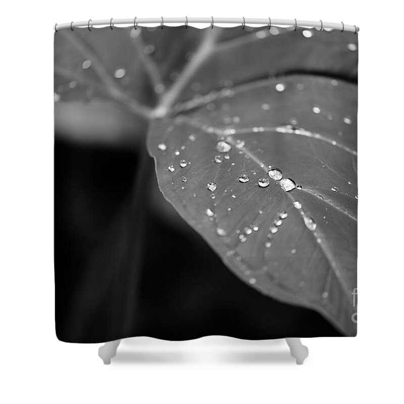 Plants Shower Curtain featuring the photograph Raindrops Encinitas by John F Tsumas