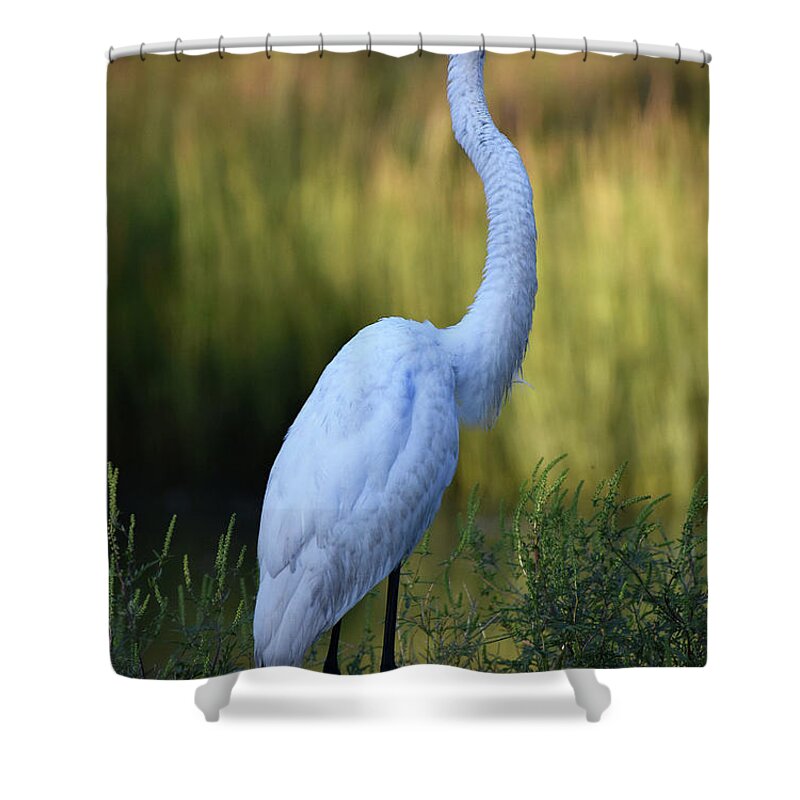 Names Of Birds Shower Curtain featuring the photograph Morning Glow by Skip Willits