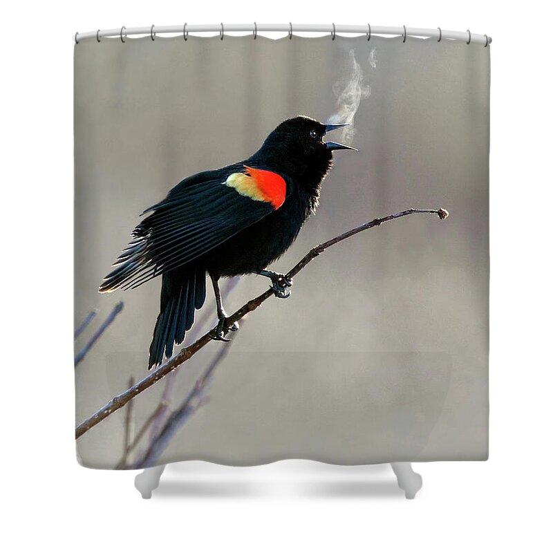 Blackbird Shower Curtain featuring the photograph Morning Heat by Art Cole