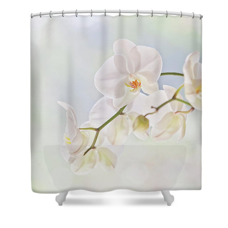 Bud Shower Curtain featuring the photograph Moth Orchid Phalaenopsis by David Madison
