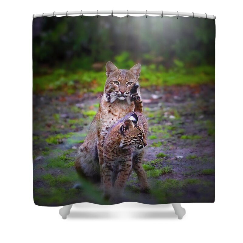 Bobcat Shower Curtain featuring the photograph Mother Bobcat and Kitten by Mark Andrew Thomas